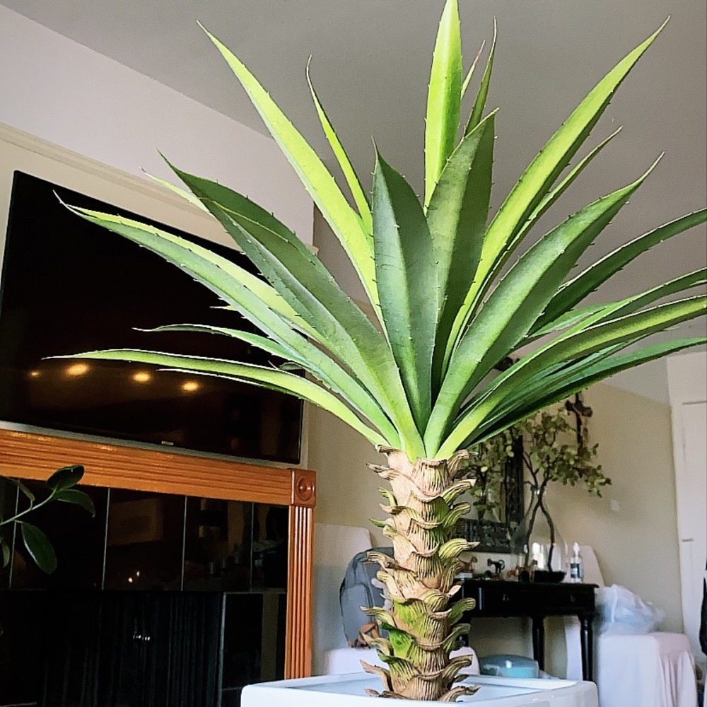 Meet your Posher, Luis